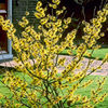 Witch Hazel Plant - Hamamelis mollis