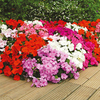 WM313 - Impatiens/Lobelia Plant Twin Pack