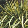 Yucca filamentosa Plant - Color Guard