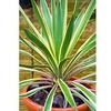 Yucca gloriosa Plant - Variegata