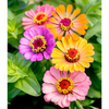 Zinnia Plants - Molotov Mix