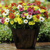 Zinnia Plants - Zahara