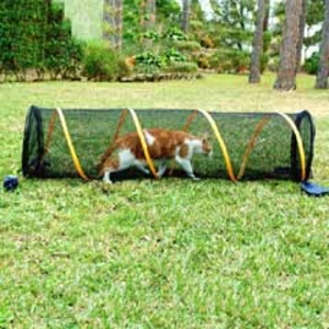 Fun Run for Cats