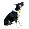 No Bark Collar - Large