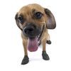 Pawz Dog Boots - XSmall Black 12 Pack