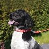 Rosewood Reflective Paw Print Dog Collar Red 22in