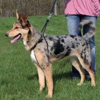 Trixie EasyWalk Basic Training Harness - S