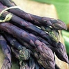 Asparagus Pacific Purple