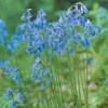 Autumn Bulbs - English Grown Bluebell-7 Bulbs