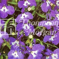 Flower Seeds - Lobelia (Trailing) Sapphire Cascade