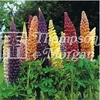 Flower Seeds - Lupin Band of Nobles Mixed