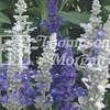 Flower Seeds - Lupin Dwarf Gallery Mixed