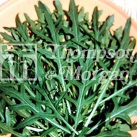 Herb Seeds - Rocket Discovery