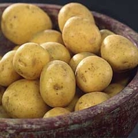 Main Crop Special Taster Pack Seed Potatoes - Mayan Gold