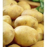 Rocket First Early Seed Potatoes - Taster Pack