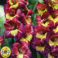 Spring Bulbs - Gladioli Brescia 10 Bulbs
