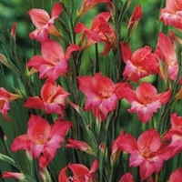 Spring Bulbs - Gladioli Charming Beauty 10 Bulbs