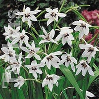 Spring Bulbs - Gladiolus Callianthus 20 Bulbs