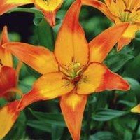 Spring Bulbs - Lily Cancun 2 Bulbs