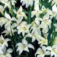 Spring Bulbs -Gladioli Albus 8 Bulbs