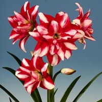 Taylors Amaryllis Exotic Peacock 1 Bulb