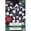 Taylors Autumn Bulb of the Year - Prins Claus - 15 Bulbs