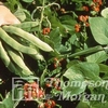 Urban Seed Collection - Runner Bean Dwarf Pickwick Seeds