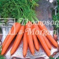 Vegetable Seeds - Carrot Tendersnax