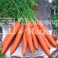 Vegetable Seeds - Carrot Tendersnax