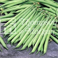 Vegetable Seeds - Dwarf Bean Opera