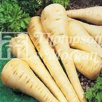 Vegetable Seeds - Parsnip Gladiator