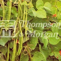 Vegetable Seeds - Runner Bean Enorma