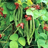 Vegetable Seeds - Runner Bean Wisley Magic