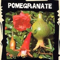 World Garden Seeds - Pomegranate