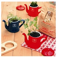 Petit Coco Teakettle Plant Pot