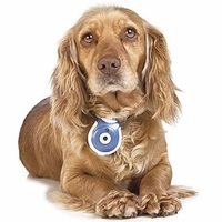 Pet
