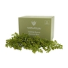 Trailing Buxus for Artificial Green Wall