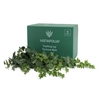 Trailing Ivy for Artificial Green Wall