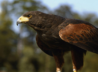 Junior Falconry Day