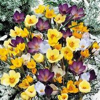Plants & Plant Care  - 100 Naturalising Crocus Plus 10 Free  Native Daffodils
