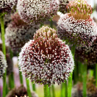 Allium Forelock