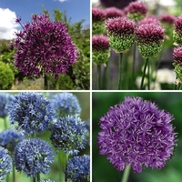 Allium Mix