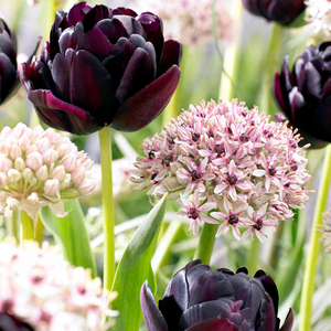 Allium Silver Spring