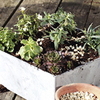 Alpine Planter