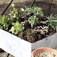 Alpine Planter