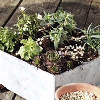 Alpine Planter