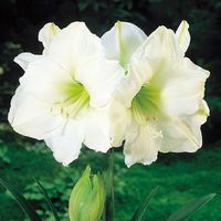 Amaryllis White