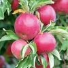 Apple Dwarf Fruit Tree - Discovery