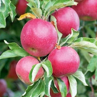 Apple Dwarf Fruit Tree - Discovery