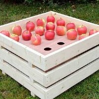 Apple Tray